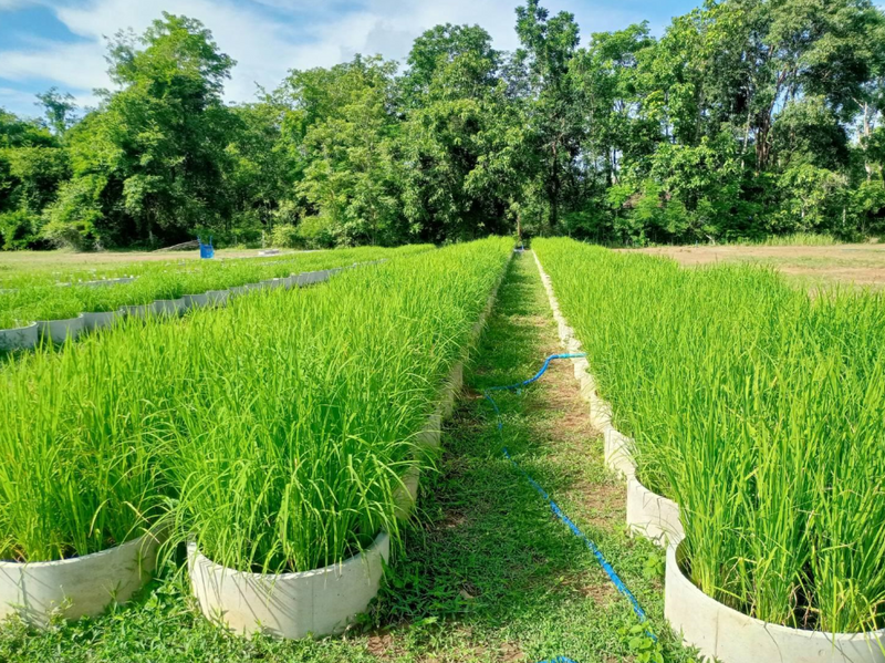 Hi-Rice – Biologischer Reisanbau mit starkem sozialem Impact